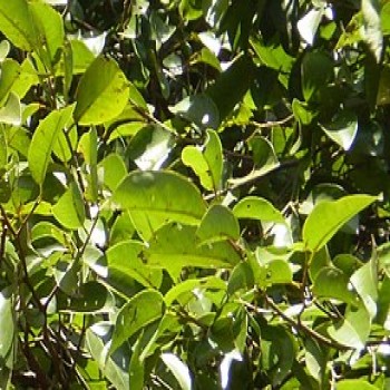Irvingia Grandifolia